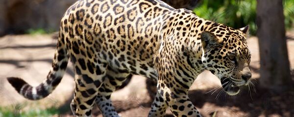 Un leopardo, foto de archivo Un leopardo, foto de archivo - Sputnik Mundo
