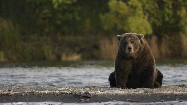 Un oso pardo (imagen referencial) - Sputnik Mundo