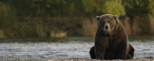 Un oso pardo (imagen referencial) Un oso pardo (imagen referencial) - Sputnik Mundo