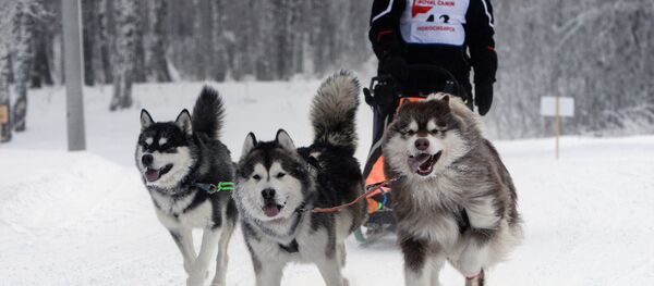 Un trineo tirado por perros - Sputnik Mundo