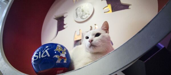 El gato Aquiles El gato Aquiles - Sputnik Mundo