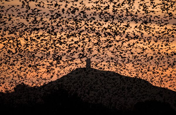 Reyes de la libertad: la belleza y agilidad de los pájaros, desde una perspectiva única - Sputnik Mundo