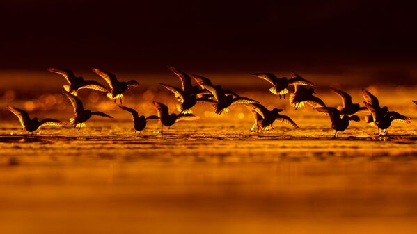 Reyes de la libertad: la belleza y agilidad de los pájaros, desde una perspectiva únicaSanderling wading birds stop during migration фотографа Mario Suarez Porras, вошедший в шорт-лист конкурса Bird Photographer of the Year 2018 - Sputnik Mundo