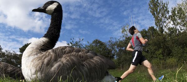 Reyes de la libertad: la belleza y agilidad de los pájaros, desde una perspectiva única - Sputnik Mundo