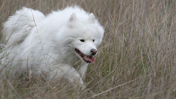 Perro samoyedo macho (raza rusa) - Sputnik Mundo