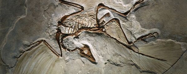 Fósil del Archaeopteryx lithographica, encontrado en la Jurassic Solnhofen Limestone of southern Germany. - Sputnik Mundo