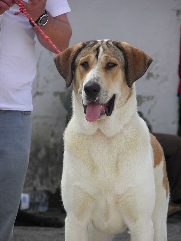 Perro Transmontano  - Sputnik Mundo