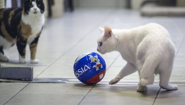 El gato Aquiles - Sputnik Mundo