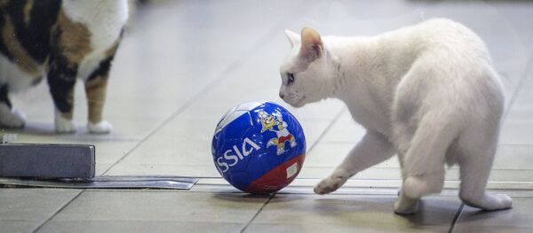 El gato Aquiles - Sputnik Mundo