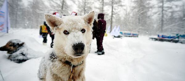 Un perro participante en la carrera 'Berínguia' Un perro participante en la carrera 'Berínguia' - Sputnik Mundo