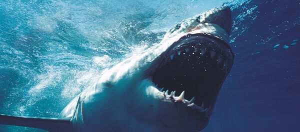 Un tiburón (imagen referencial) - Sputnik Mundo