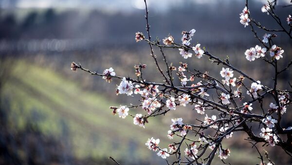 Primavera en Crimea, Rusia (imagen referencial) - Sputnik Mundo