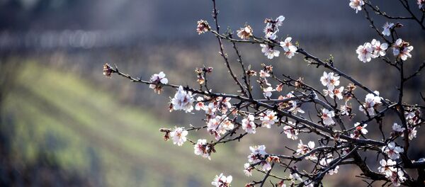Primavera en Crimea, Rusia (imagen referencial) - Sputnik Mundo