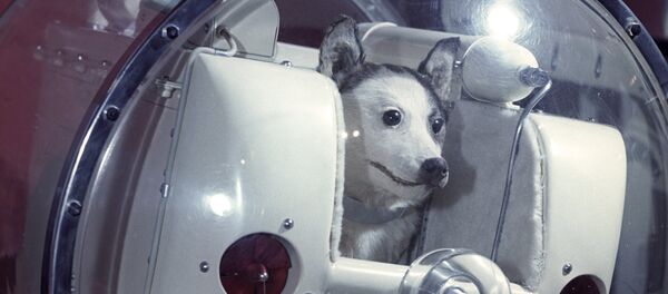 Laika, perra cosmonauta, imagen referencial - Sputnik Mundo