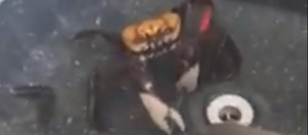 Este 'cangrejo asesino' no quiere ser cocinado y ataca al chef con un cuchillo - Sputnik Mundo