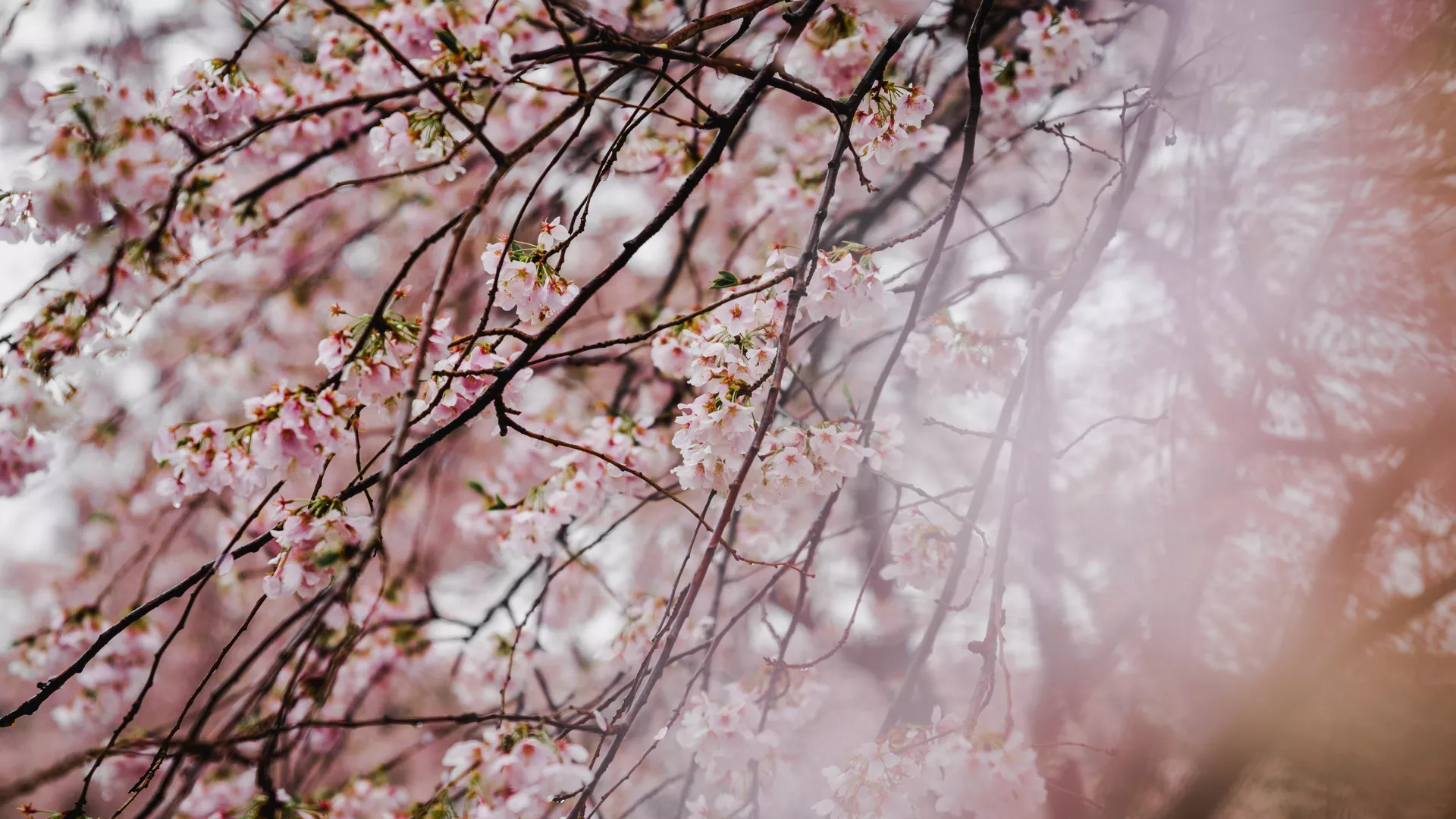 La sakura (imagen referencial)