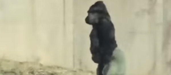 El gorila que camina sobre dos patas... para no mancharse - Sputnik Mundo