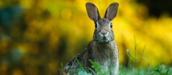 Un conejo (archivo) - Sputnik Mundo