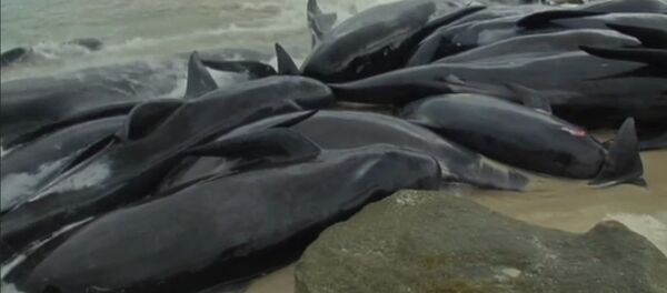 Más de 150 ballenas se quedan varadas en Australia - Sputnik Mundo