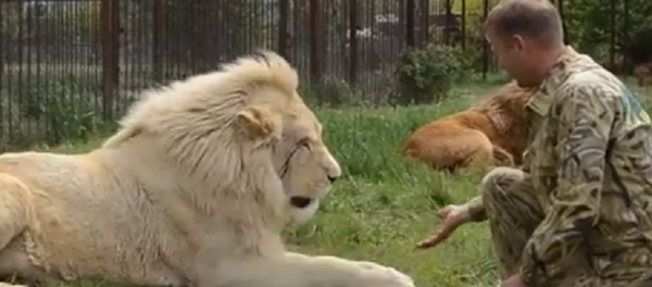 Besos y masajes: la vida de un verdadero encantador de leones de Crimea Besos y masajes: la vida de un verdadero encantador de leones de Crimea - Sputnik Mundo