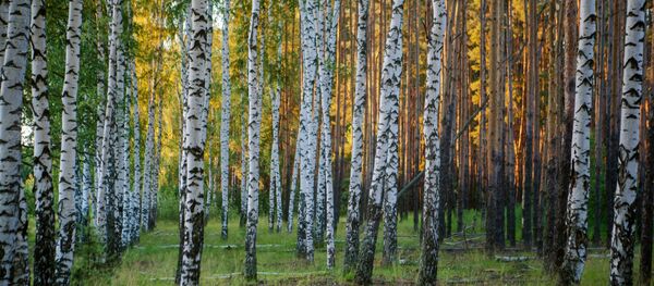 Abedules - Sputnik Mundo