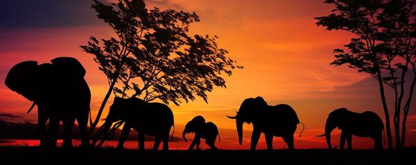 Elefantes Elefantes - Sputnik Mundo