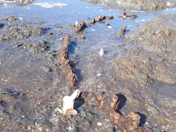 Fósiles de una gliptodonte juvenil encontrados en las costas de Argentina - Sputnik Mundo