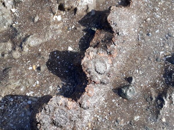 Detalle dorsal con ornamento de rosqueta de un gliptodonte juvenil - Sputnik Mundo