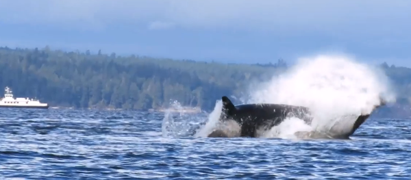 Escalofriante vídeo: una ballena asesina acaba con un león marino - Sputnik Mundo