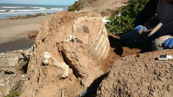 Fósiles de perezoso terrestre gigante hallados en Paya Serena, Argentina - Sputnik Mundo