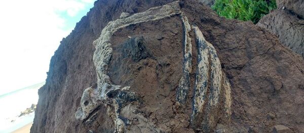 Costillar de un perezoso terrestre gigante con más de tres millones de años. - Sputnik Mundo