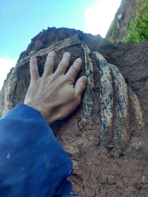 Fósiles de perezoso terrestre gigante pertenecen a la última era glacial de la Tierra. - Sputnik Mundo