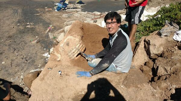 Paleontólogos argentinos extraen fósiles con más de tres millones de años. - Sputnik Mundo