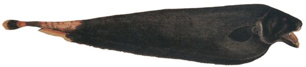 Este pez de Suramérica es el que más descargas eléctricas produce en el reino animal - Sputnik Mundo