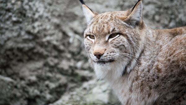 Un lince, foto de archivo - Sputnik Mundo