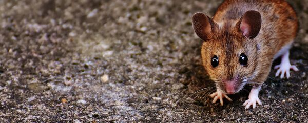 Un ratón, imagen referencial - Sputnik Mundo