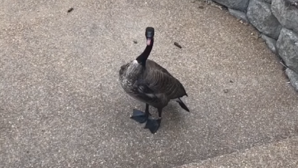 Un agresivo ganso ahuyenta a un británico que buscaba problemas - Sputnik Mundo