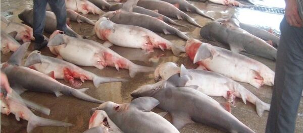 Tiburones (Siria) Tiburones (Siria) - Sputnik Mundo