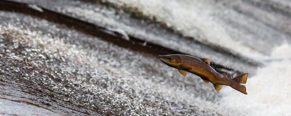 Un salmón - Sputnik Mundo
