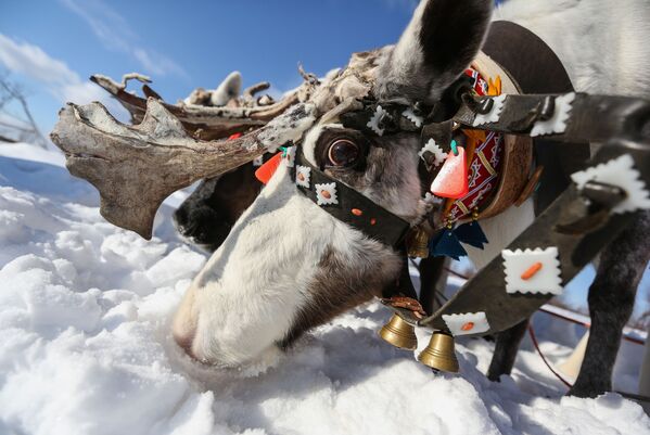 Bikinis, amor animal y una propuesta de matrimonio: las mejores imágenes que nos deja marzo Bikinis, amor animal y una propuesta de matrimonio: las mejores imágenes que nos deja marzo - Sputnik Mundo