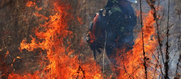 Incendio en los bosques de Rusia (archivo) - Sputnik Mundo