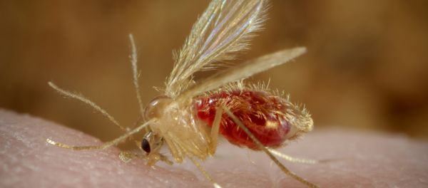 Un mosquito hembra, portador de la leishmaniosis en Medio Oriente Un mosquito hembra, portador de la leishmaniosis en Medio Oriente - Sputnik Mundo