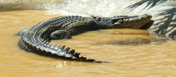 Lolong, el más grande cocodrilo jamás registrado - Sputnik Mundo