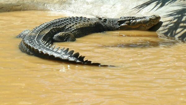 Lolong, el más grande cocodrilo jamás registrado - Sputnik Mundo