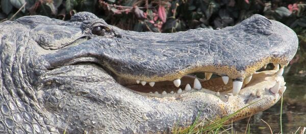 Un cocodrilo Un cocodrilo - Sputnik Mundo