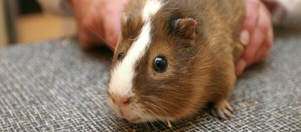 Un cui - Sputnik Mundo