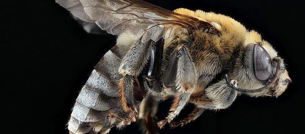 Una abeja, imagen referencial - Sputnik Mundo