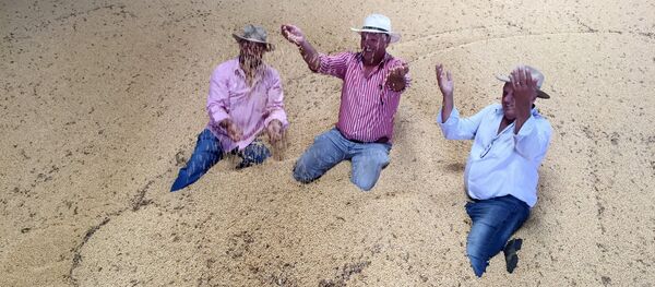 Una granja de soja en Brasil - Sputnik Mundo