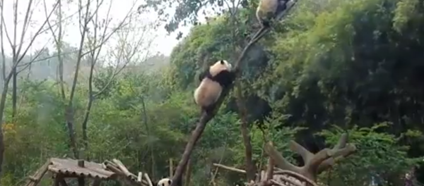 ¡Qué tierno! Un oso panda se cae de un árbol por culpa de su amigo - Sputnik Mundo