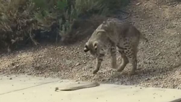 Una pelea a muerte entre un lince y una serpiente - Sputnik Mundo